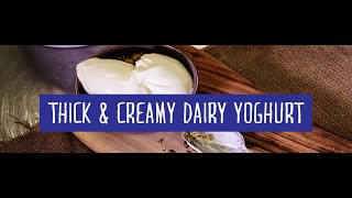 Thick & Creamy Dairy Yoghurt - The Finished Product