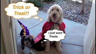 Dogs Go Trick or Treating / Dog Halloween