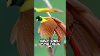 Unveiling the Exquisite Beauty: Fascinating Facts about Birds of Paradise | Nature's Masterpieces