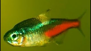 Neon Tetra Disease (NTD) | Gejala, Perawatan dan Pencegahan Penyakit Neon Tetra