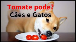 Dica pet:  TOMATE PODE COMER?  CÃES E GATOS