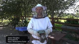 Nua's Winterdown Farm Bees