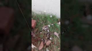 Spider`s paralyzing move