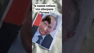 Собака обосрала Путина!