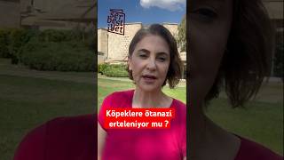 Ötanaziyi içeren sokak hayvanları düzenlemesi erteleniyor mu? | Hilal Köylü #akparti #köpek