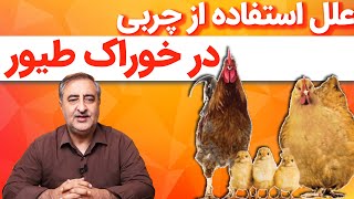 علل استفاده از چربی در خوراک طیور Reasons for using fat in poultry feed