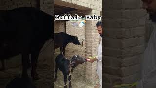 🐃 Buffalo Baby  🍼#ytshorts #youtubeshorts