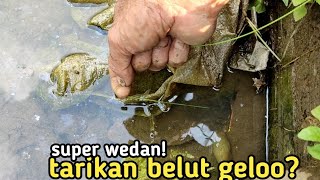 menebarkan!! mancing belut disore hari belut nya pada nongol