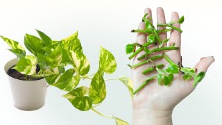 اكثرت نبات البوتس بورقة برعمية فقط [طريقة اكثار النباتات العقل الورقية ] Growing Plants from Leaves