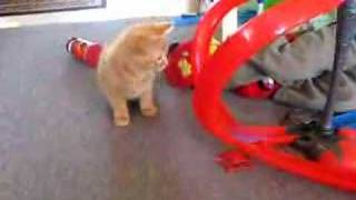 Cute Kitty Playing with hotwheels