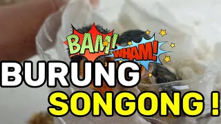 BURUNG SONGONG ! CUMA DI KRESEKIN , BAKAL HIDUP GA YA?