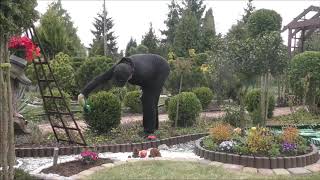 GARDEN (72) Thuja and boxwood shaping - Application of fertilizer and humus garden answer.