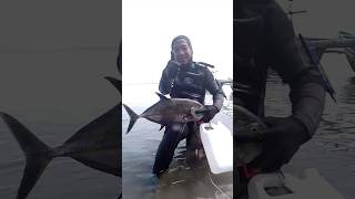 𝐒𝐀𝐋𝐀𝐌 𝐒𝐀𝐓𝐔 𝐍𝐀𝐅𝐀𝐒 #mancing #spearfishing #spearfishingindonesia #panahikan #fishing