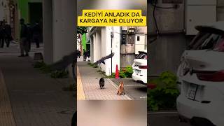 Kedi karga birleşmiş tilkiye dalıyorlar