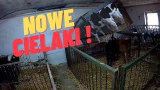 vlog 7 Nowe cielaki ! Zakup cielaków na gospodarstwo