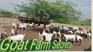 Low Cost Shed Construction / Sasta Shed Banain. Goat Farming. Goat Farm secrets