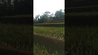 Bajak sawah pakai Kerbau Bule 🐃#Bajaksawah #Kerbaubule #Ngawuluku