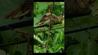 Baby Cardinal trying to eat a leave #birdlovers #animallover #birdwatching #birds #cardinalbird