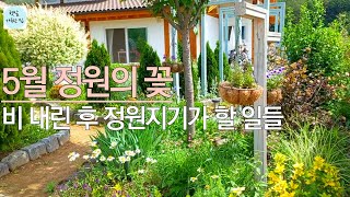 5월 정원의 새로운 꽃 소개/비가 오면 정원지기가 할 일- 4년차 가드너의 루틴