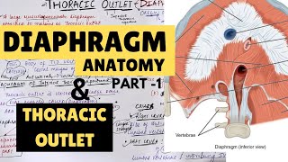 DIAPHRAGM ANATOMY - 1 | THORACIC OUTLET ANATOMY | Suyash Shukla