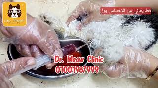 Urine Retention in Tom Cat - احتباس بول في قط ذكر