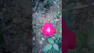 Quraan #viralvideo #trending #love #trendingshorts #shorts #shortvideo #shortsfeed #short #reels