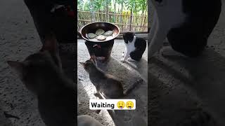 Waiting for breakfast 😁🐈🐈🐈 #cat #pusa #kucing #catlover #shortsvideo #shortviral #shorts