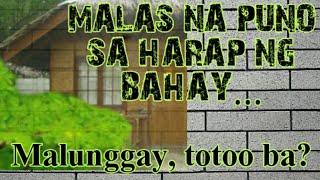 MALUNGGAY, MALAS NA PUNO SA HARAP NG BAHAY/Alamin kung bakit