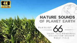 2 hours of pleasant natural sounds - wheat field.