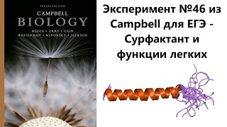 Эксперимент №46 из Campbell для ЕГЭ -  Сурфактант и функции легких