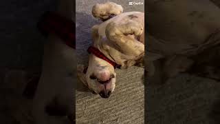 #viral #viralvideo #dead #upsidedown #greatdane #mix #funny #edit