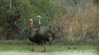 Florida Turkey Hunting (Double)