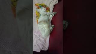 Wonderful Sleep #adorable #kitten #cute #lovely #enjoy #shorts