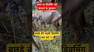 बछड़े की पहली डिवर्मिंग कब करे ?? Dr Suresh Jangir #veterinary #veterinarymedicine #cow #farming