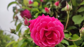 A Beautiful Day in my Rose Garden | Red Roses in Spring | Village Garden