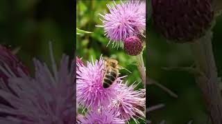 Bee and flowers #Short♥️