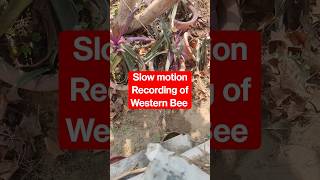 Slow motion recording of western honey bees #beekeeping #shorts #westernhoneybee #apismellifera