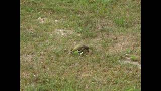 Dzięcioł zielony (Picus viridis)