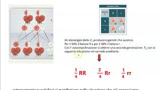 3a GSpiegazioni leggi Mendel