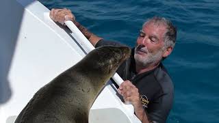 Lili rencontre plein d'animaux sur son bateau.