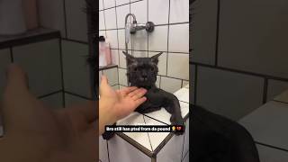 My Cat’s First Shower As A Free Man 😪