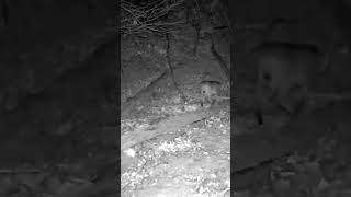 SHY BOBCAT ventures out despite the cold. #trailcam #trailcamera #bobcat #cat #wildlife #habitat