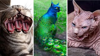 Most Dangerous Cat Breeds That Are Still Alive