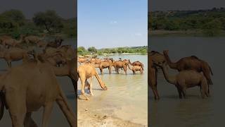 Camels are in the water in the sun #shorts