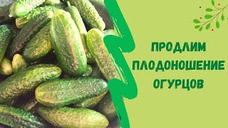 🌿🖒Продлим плодоношение огурцов