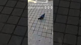 I think Blud needs a System Update 💀💀💀 #memes #pigeon #funny