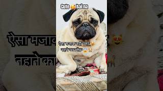 Asa mjak nhi🤣#comedyvideos #funny#funnyshorts#funnyvideo #comedy#shortsfeed#labrador #pug#ytshorts