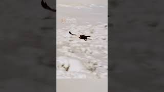 Eagle steals food out of Coyotes mouth #eagles #animals