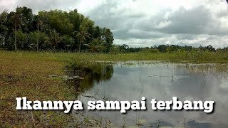 MANCING IKAN GABUS