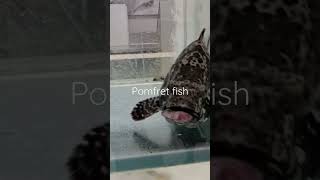 pomfret fish